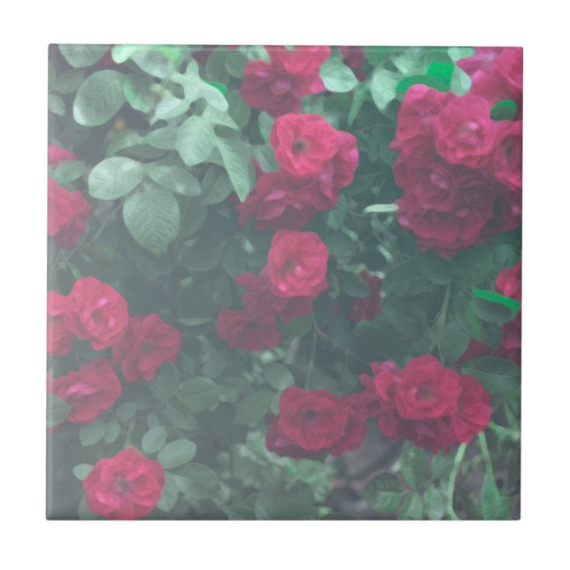 Hellgrüne Rote Rosen Blume Zeichnend Fliese (Vorderseite)