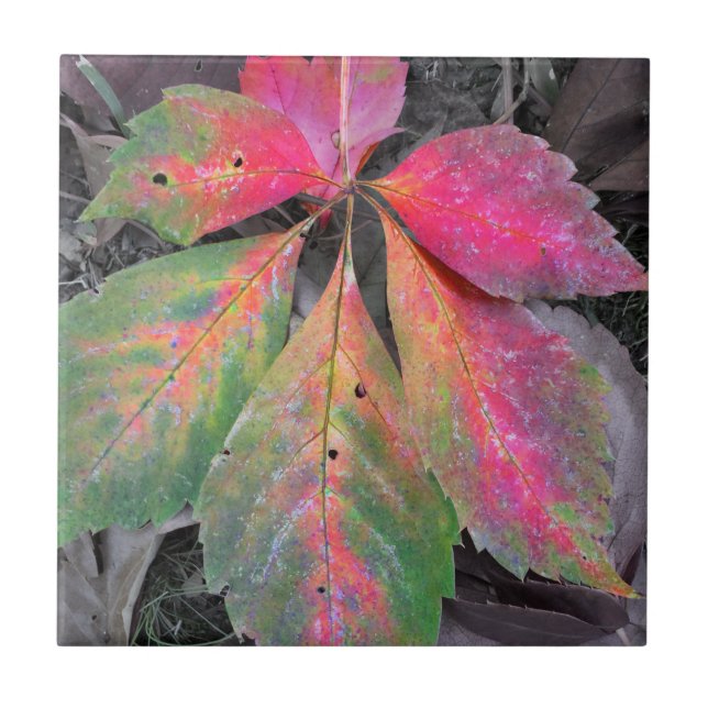 Helligkeit unter dem Grau - Herbst-Blatt Fliese (Vorderseite)