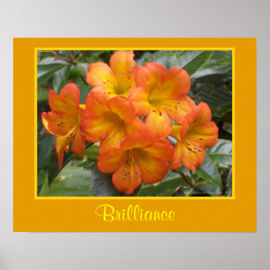 Helligkeitzen-Meditations-orange Blumen-Foto Poster