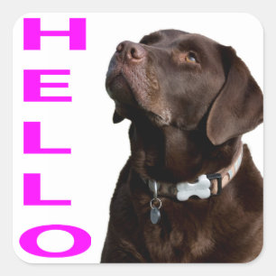Hello Black Brown Labrador Retriever Sticker Label