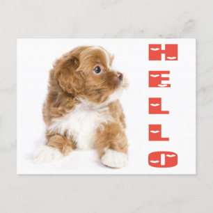 Hello Brown and White Havanese Puppy Dockcard Postkarte