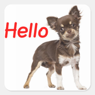 Hello Chihuahua Long Hair Puppy Dog Quadratischer Aufkleber