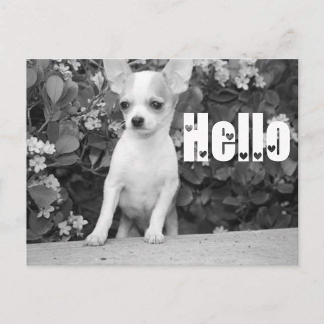 Hello Chihuahua Puppy Dog Post Card Postkarte (Vorderseite)