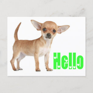 Hello Chihuahua Puppy Doppy Post Card Postkarte