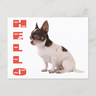 Hello Chihuahua Puppy Doppy Post Card Postkarte