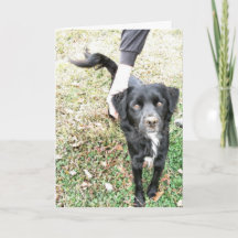 Hello Doggy Card