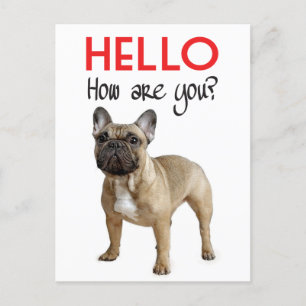 Hello French Bulldog Puppy Dop Card Postkarte