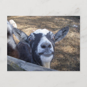 Hello Friendly Goat Postkarte