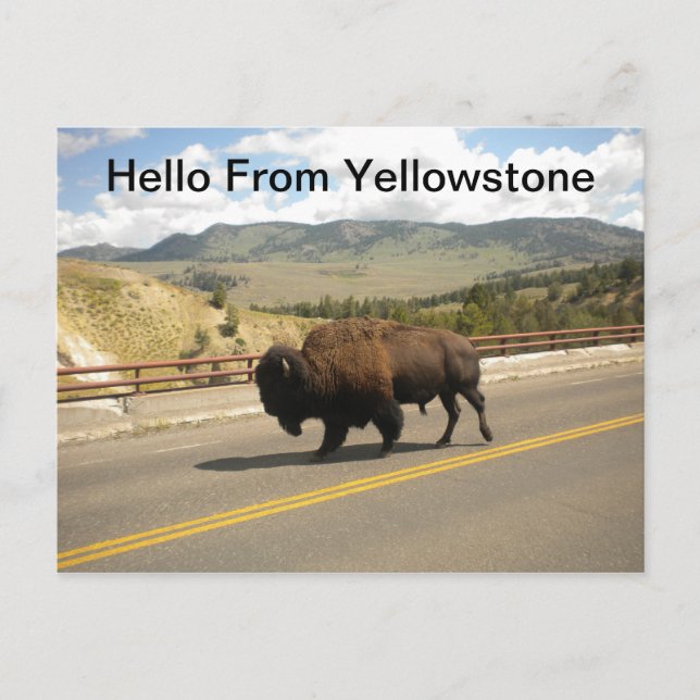 Hello From Yellowstone Postcard Postkarte (Vorderseite)