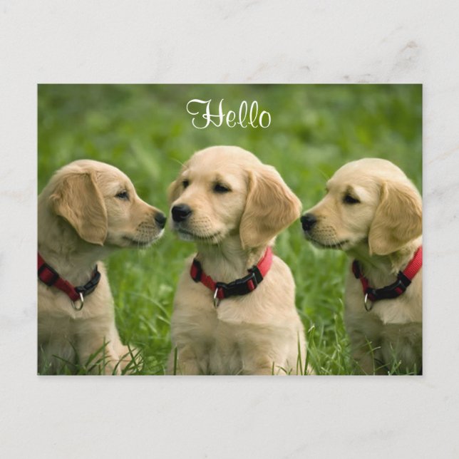 Hello Golden Retriever Puppies Postcard Postkarte (Vorderseite)