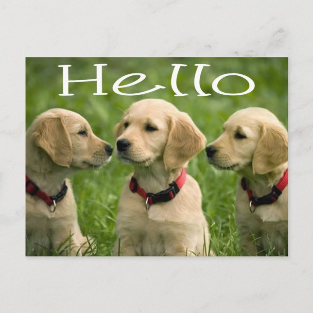 Hello Golden Retriever Puppy Dockcard Postkarte (Vorderseite)