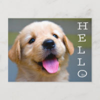 Hello Golden Retriever Puppy Dodge Blank Postcard