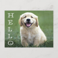Hello Golden Retriever Puppy Dodge Blank Postcard