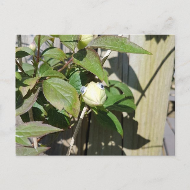 Hello Kermie Postkarte (Vorderseite)