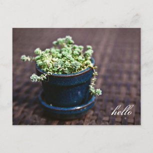 Hello Mini Succulents Postcard Postkarte