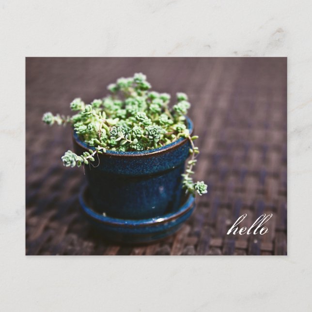 Hello Mini Succulents Postcard Postkarte (Vorderseite)