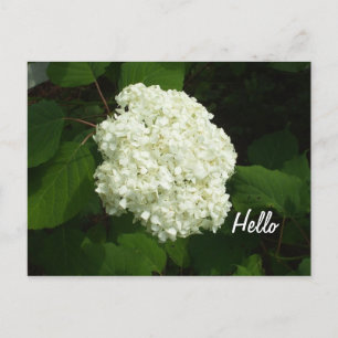 Hello One Big Snowball Hydrangeas Blume Postkarte
