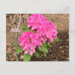 Hello Pink Rhododendron Blume Postkarten