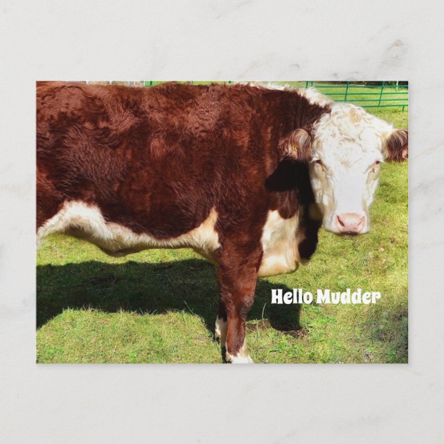 Hello PostCard Postkarte (Vorderseite)