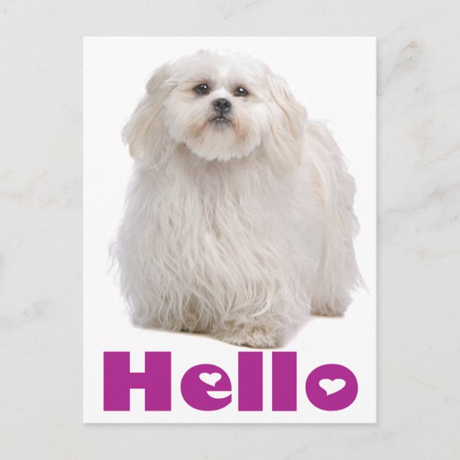 Hello Shih Tzu Puppy Dog Postcard Postkarte (Vorderseite)