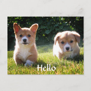 Hello Welsh Pembroke Corgi Puppy Dog Postcard Postkarte