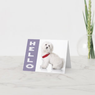Hello White Maltese Puppy Dog Blank Note Card Karte