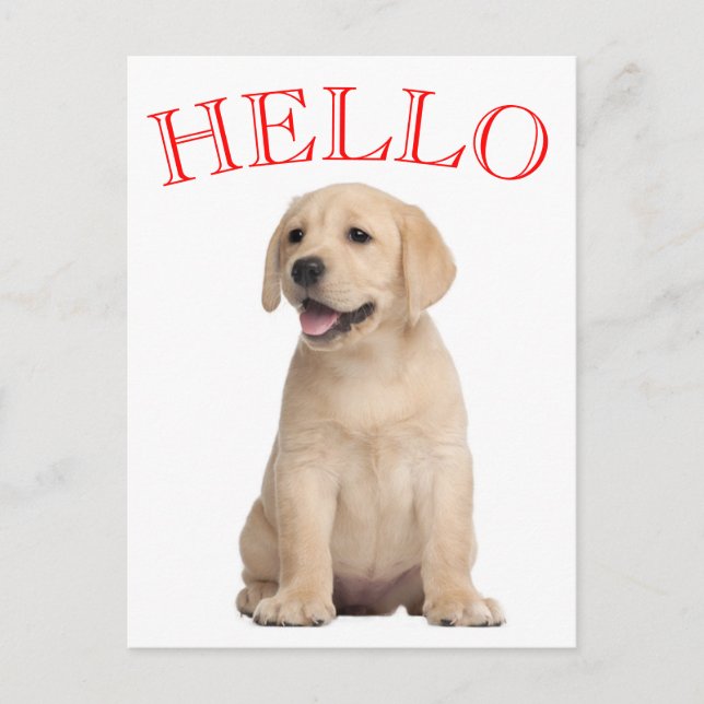 Hello Yellow Labrador Retriever Puppy Dog Postkarte (Vorderseite)