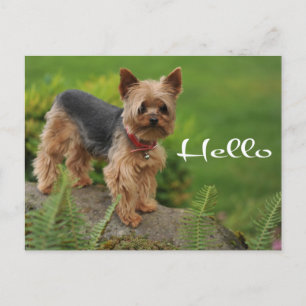 Hello Yorkshire Terrier Puppy Dop Card Postkarte