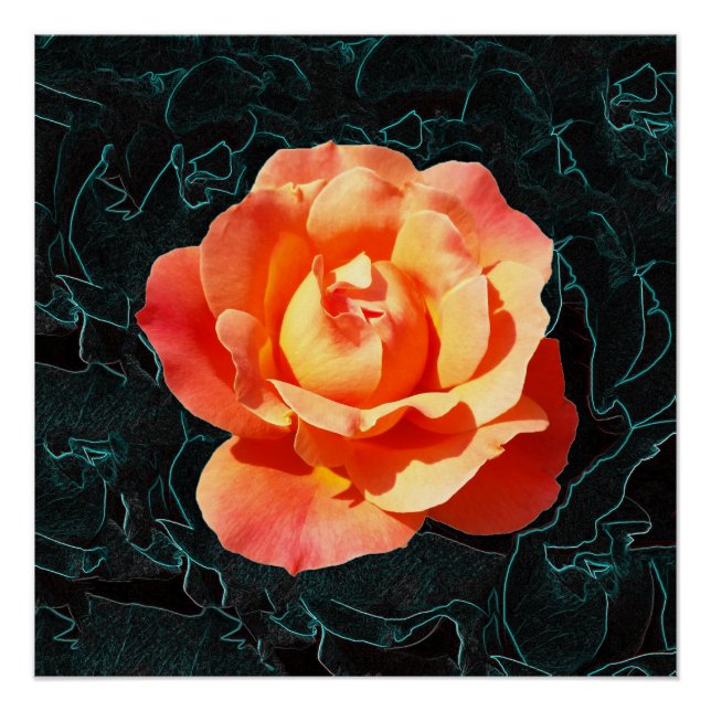 Hellorange Rose Poster (Vorderseite)