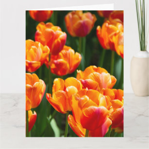 Hellorange Tulpen im Park Karte