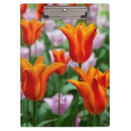 Hellorange Tulpen im Park Klemmbrett