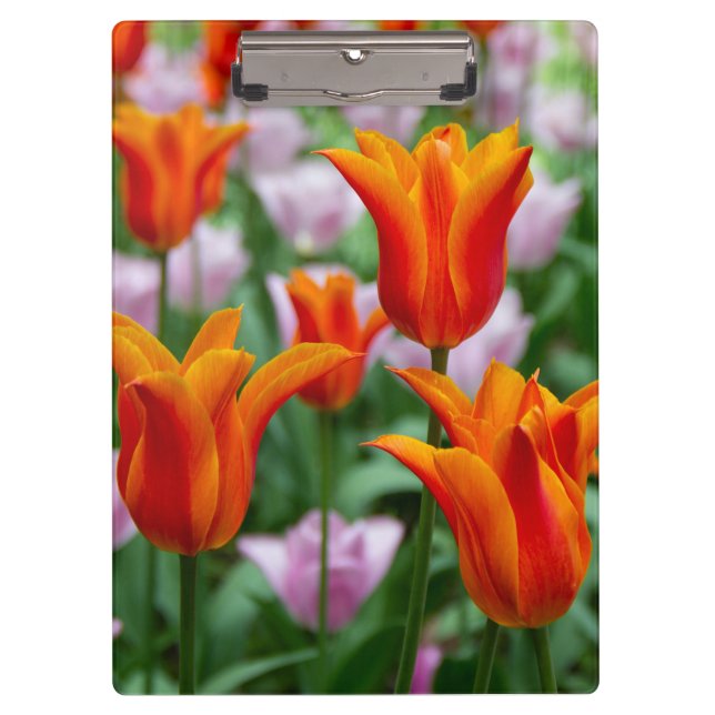 Hellorange Tulpen im Park Klemmbrett (Vorderseite)
