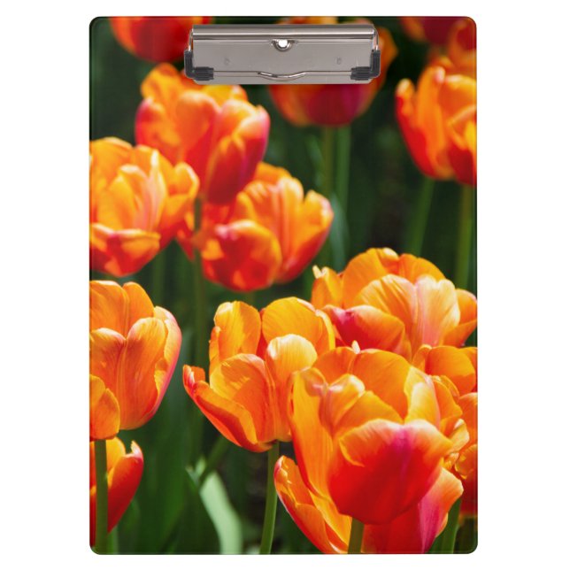 Hellorange Tulpen im Park Klemmbrett (Vorderseite)