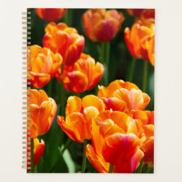 Hellorange Tulpen im Park Planer