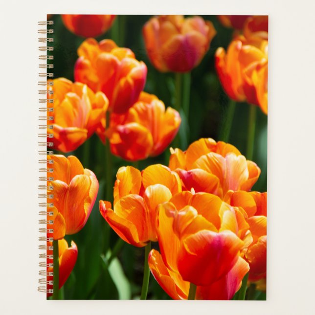 Hellorange Tulpen im Park Planer (Vorderseite)