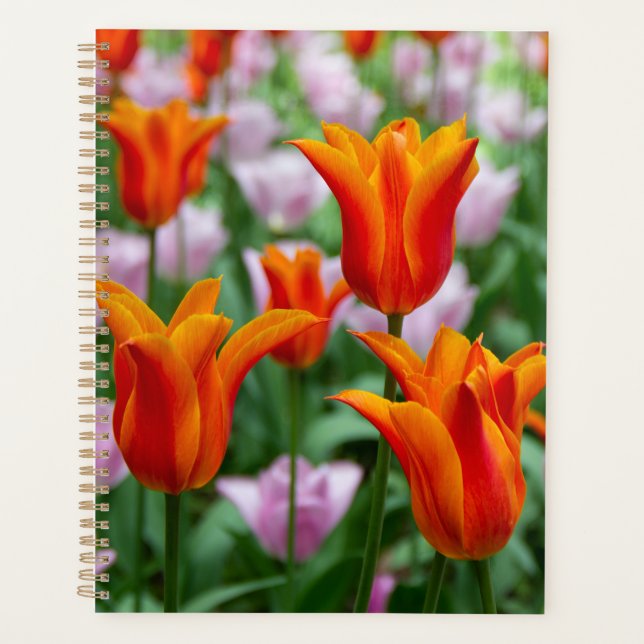 Hellorange Tulpen im Park Planer (Vorderseite)