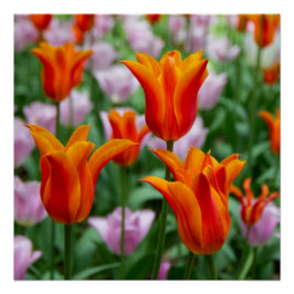 Hellorange Tulpen im Park Poster