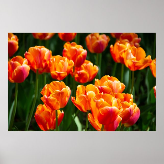 Hellorange Tulpen im Park Poster (Vorne)