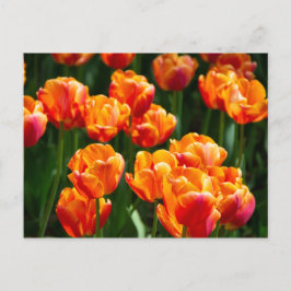 Hellorange Tulpen im Park Postkarte
