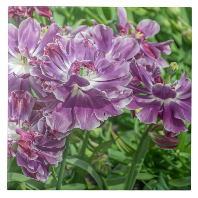 Hellpurpurne Blumen-Keramikfliese Fliese (Vorderseite)