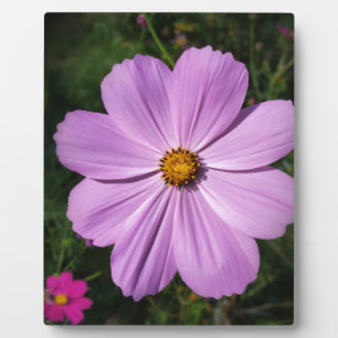 hellrosa Blume Fotoplatte