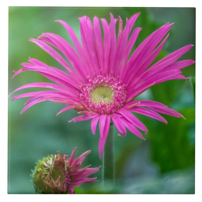 Hellrosa Blume Keramik Fliese (Vorderseite)