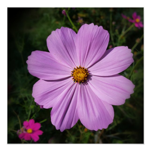 hellrosa Blume Poster (Vorderseite)