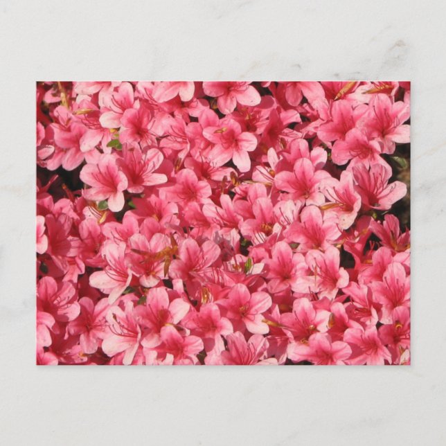Hellrosa Blume Postkarte (Vorderseite)