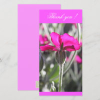 Hellrosa Dusty Miller Blume