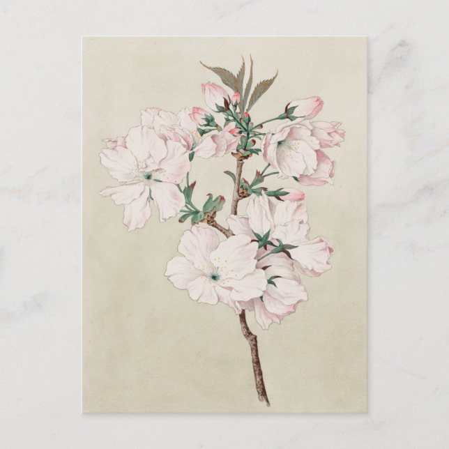 Hellrosa Floral Postkarte (Vorderseite)