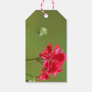 Hellrosa Geranium floralbearbeitbare Geschenkmarke Geschenkanhänger