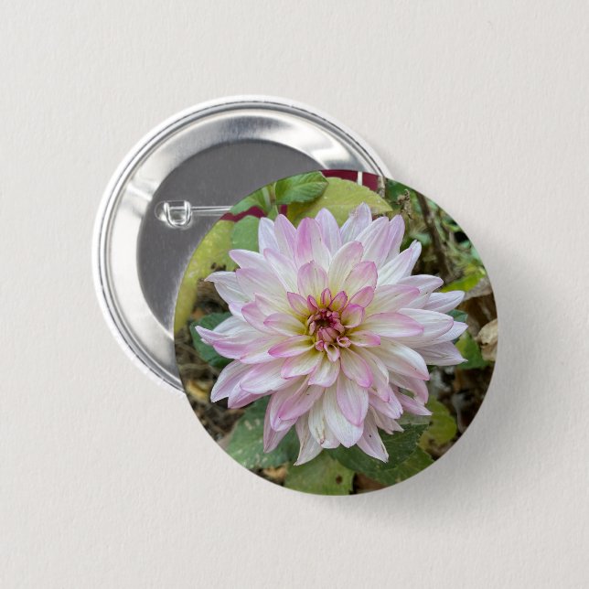 Hellrosa gespitzte Dahlie Button (Vorne & Hinten)