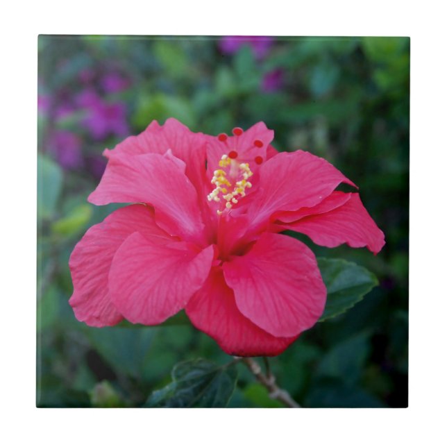 Hellrosa Hibiskus Foto Fliese (Vorderseite)