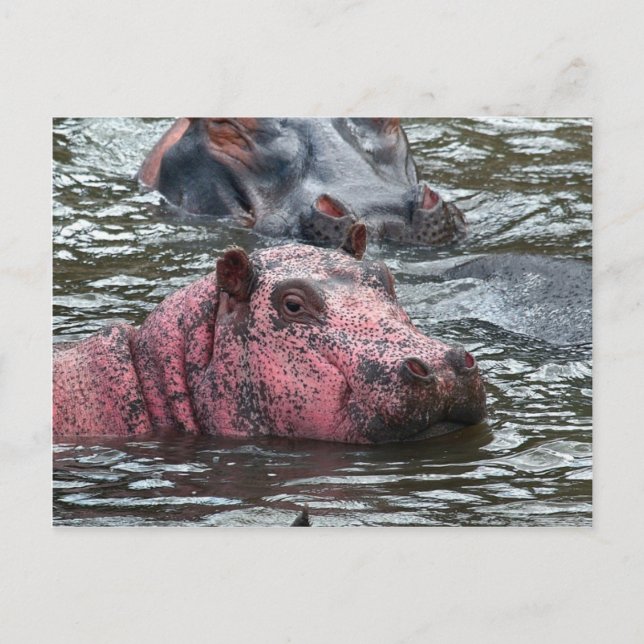 Hellrosa Hippo Postkarte (Vorderseite)